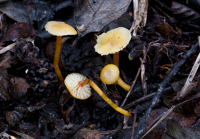 Hygrocybe insipida